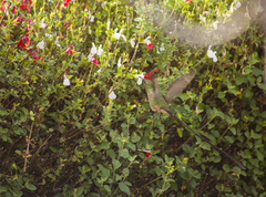 Lesbia victoriae