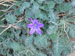 Campanula andrewsii