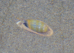 Oliva undatella