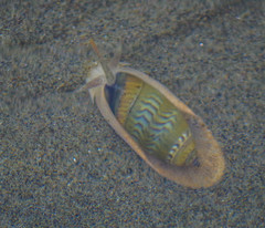 Oliva undatella