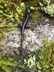 Plethodon metcalfi