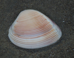 Hysteroconcha rosea