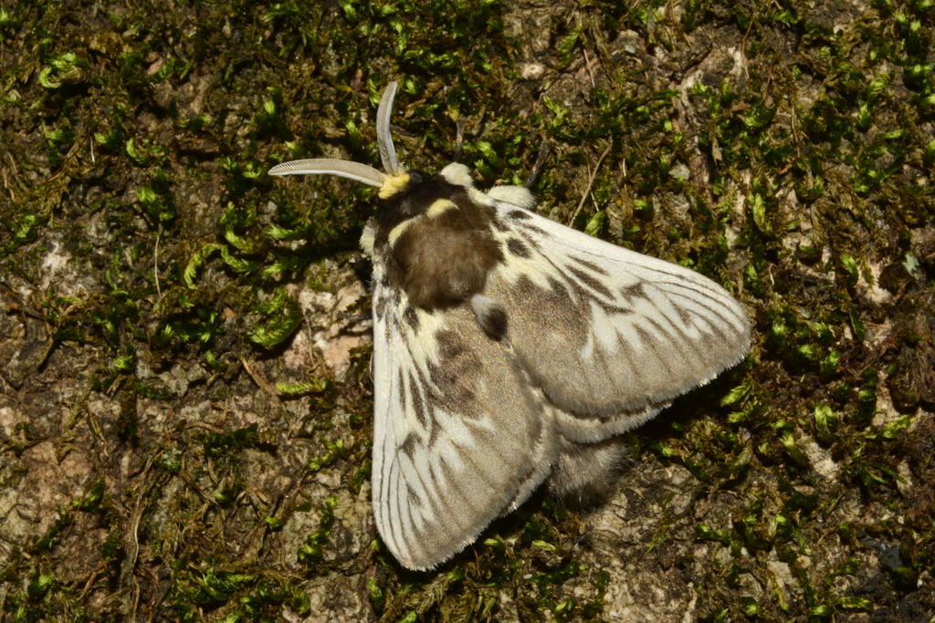 Podalia nivosa