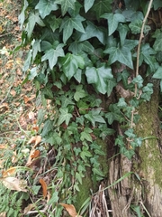 Hedera helix