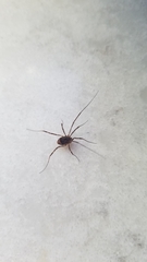 Leiobunum ventricosum