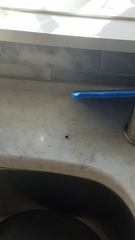 Leiobunum ventricosum