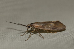 Diurnea lipsiella
