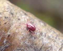 Erythraeoidea