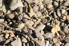 Argia immunda
