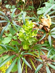 Helleborus foetidus