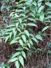 Gaultheria leucocarpa