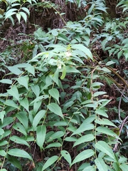 Gaultheria leucocarpa