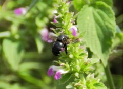 Xylocopa fenestrata