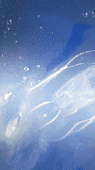 Bolinopsis microptera