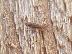 Entomobrya katzi