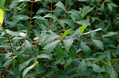 Lonicera caerulea