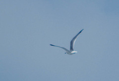 Leucophaeus pipixcan