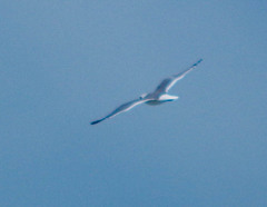 Leucophaeus pipixcan