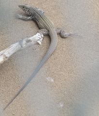 Aspidoscelis tigris tigris