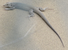 Aspidoscelis tigris tigris