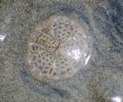 Neognathostomata