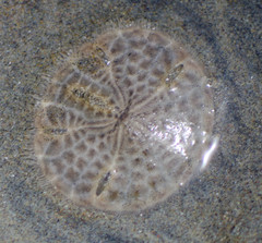 Neognathostomata
