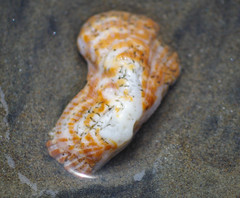 Arca