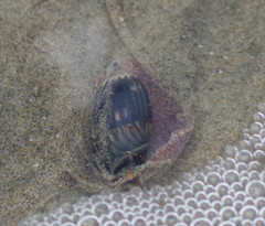 Oliva undatella