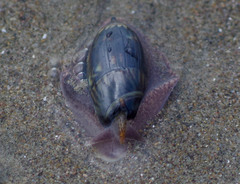 Oliva undatella
