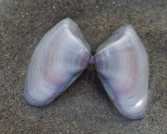 Donax punctatostriatus