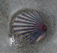 Leptopecten tumbezensis