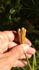 Lilium parryi