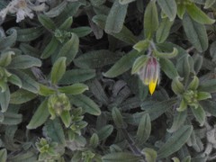 Onosma frutescens