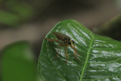 Smeryngolaphria
