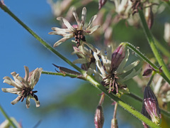 Microbotryum violaceum