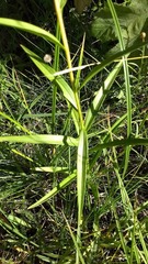 Lilium parryi
