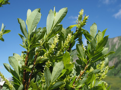 Salix waldsteiniana