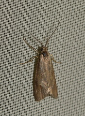 Diurnea lipsiella