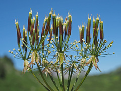 Chaerophyllum villarsii