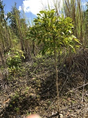 Tabebuia heterophylla