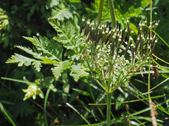 Chaerophyllum villarsii