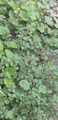 Trianthema portulacastrum