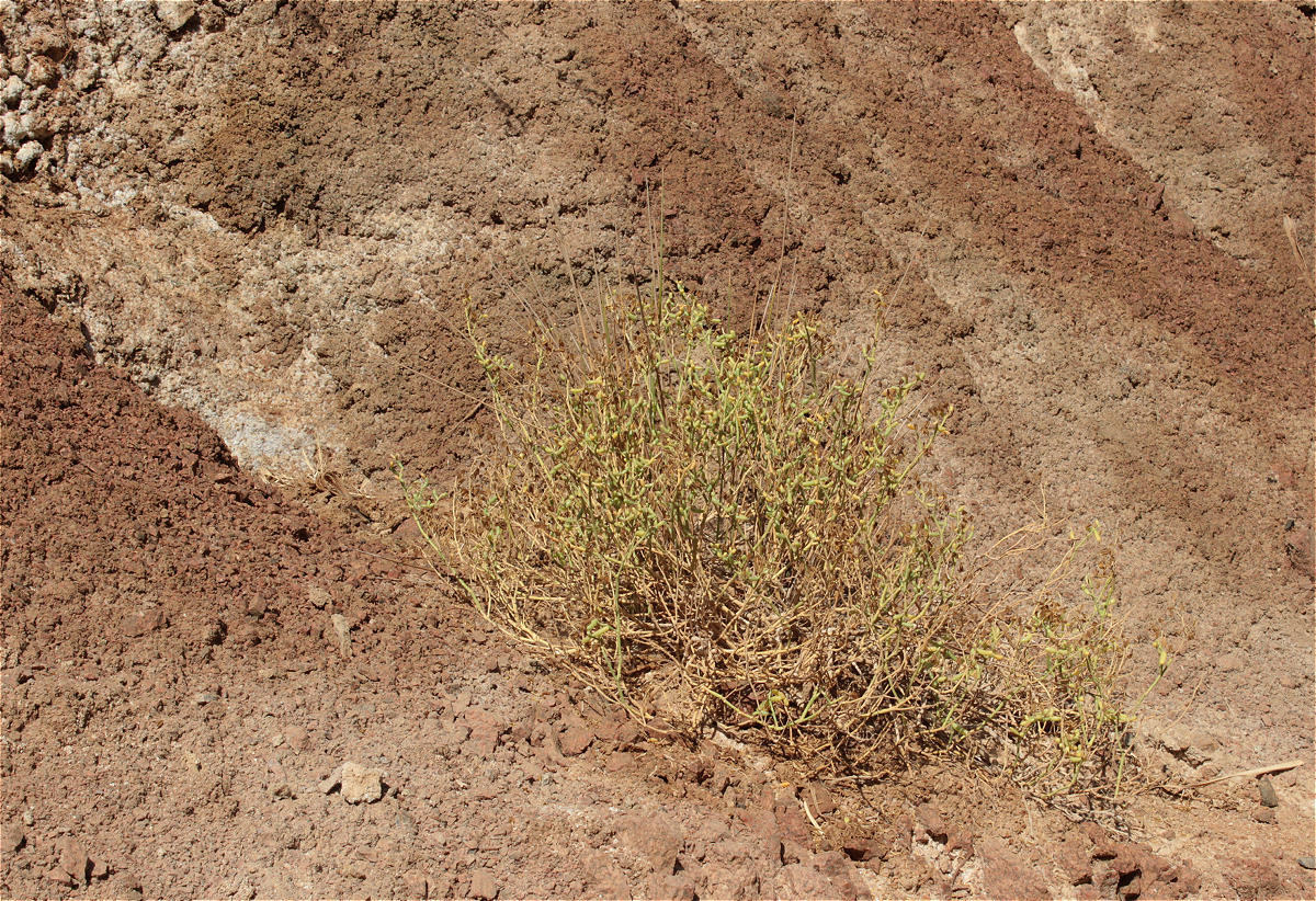 Zygophyllum coccineum L.