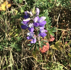 Lupinus rivularis