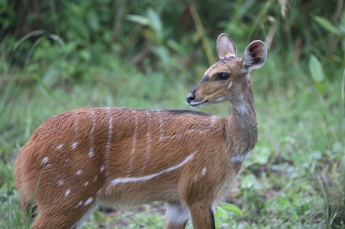 Northern Bushbuck