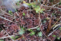 Sphagnum medium