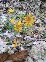 Crepidiastrum denticulatum