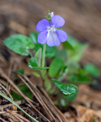 Viola collina