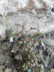 Campanula erinus