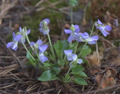 Viola collina